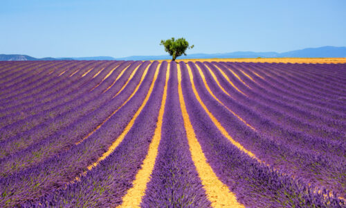 lavender fields in Provence - South of France