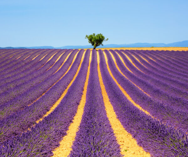 lavender fields in Provence - South of France