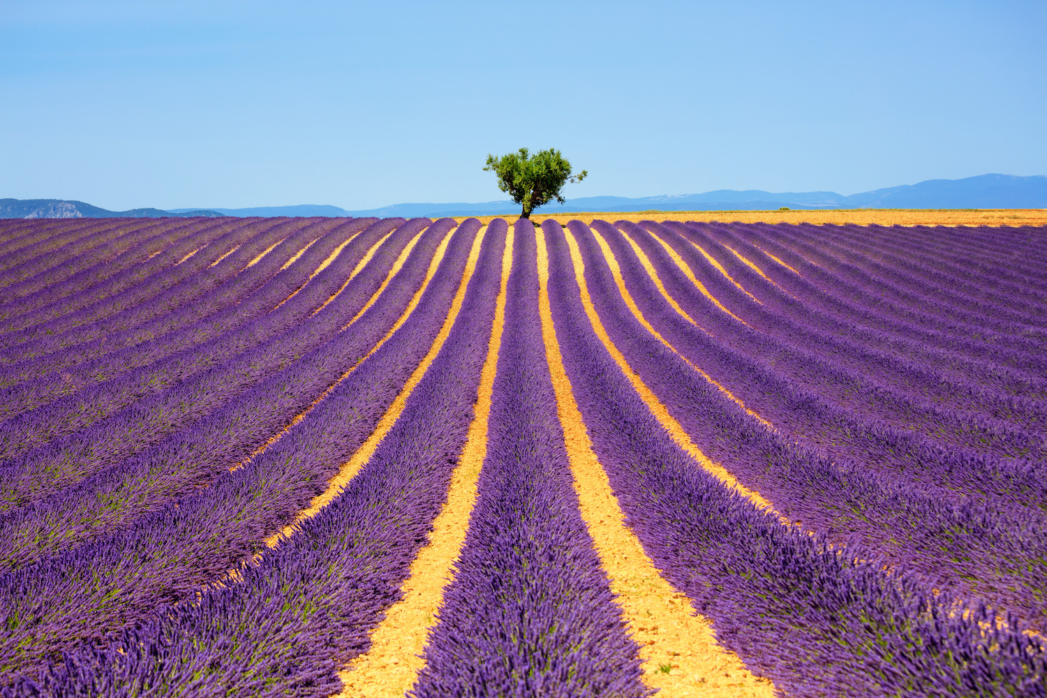 lavender fields in Provence - South of France