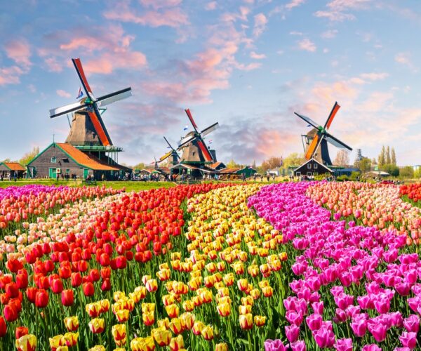 Landscape with tulips, traditional dutch windmills and houses near the canal in Zaanse Schans, Netherlands, Europe