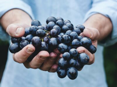 A hand full of grapes representing the wine in Bordeaux