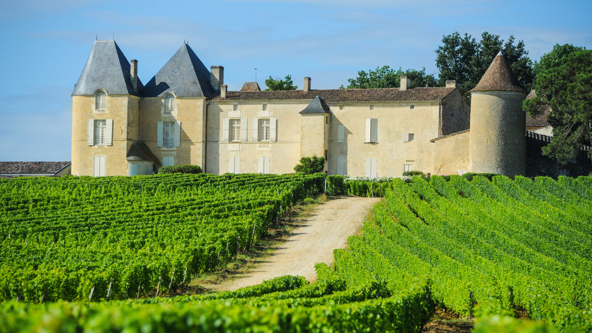 Vineyards in Bordeaux