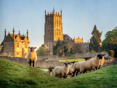 A church with sheep in a field in the Cotswold