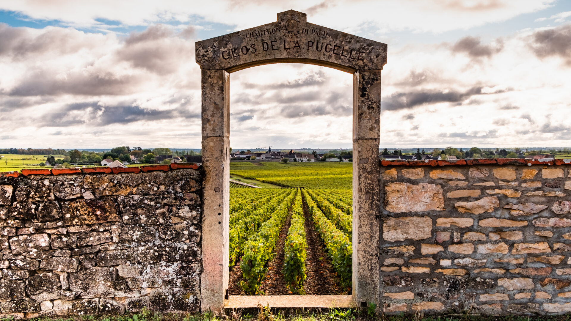 Vineyard in Burgundy