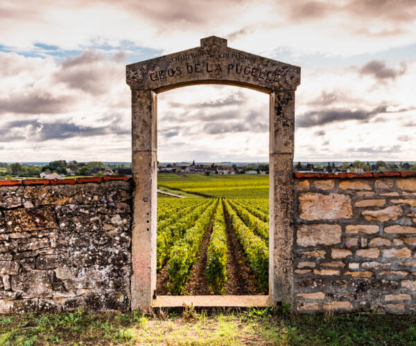 Vineyard in Burgundy