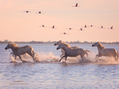 Wild horses and flamencos in the Camargue, south of France