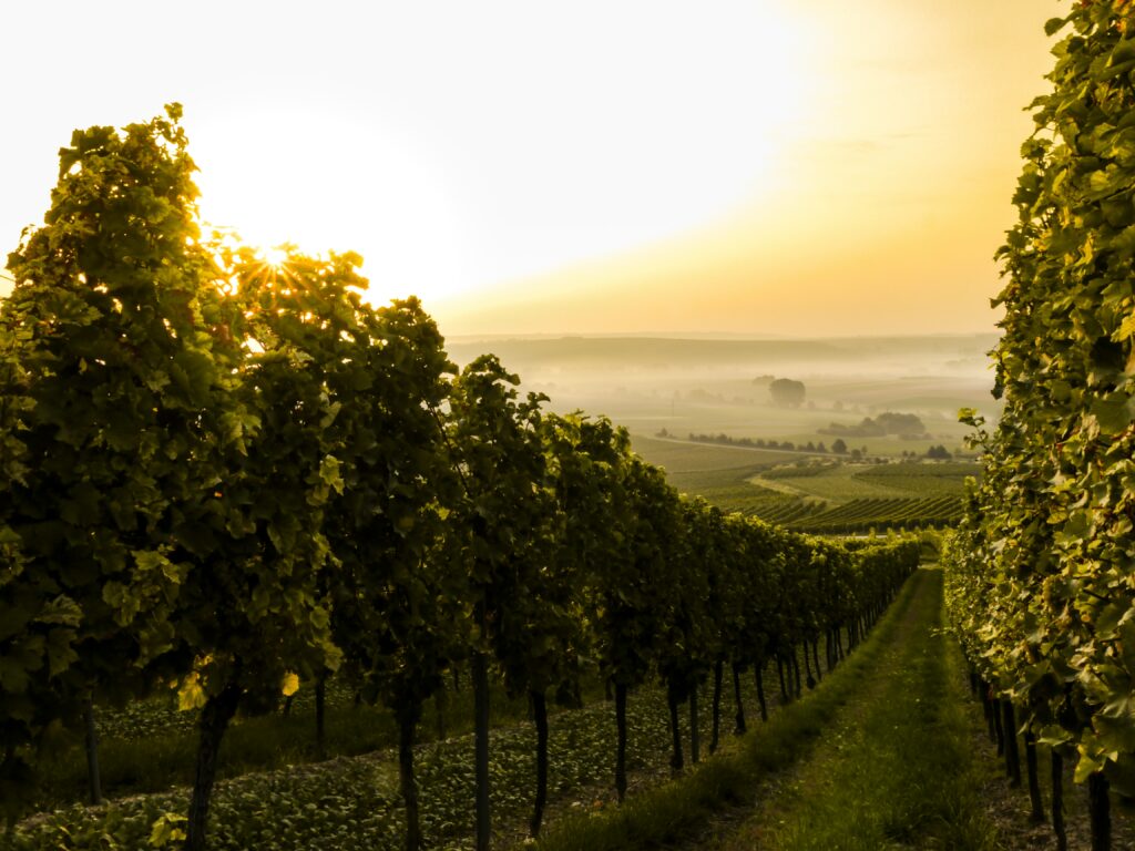 view of vineyards in the Burgundy region. 