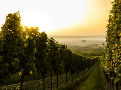 view of vineyards in the Bordeaux wine region